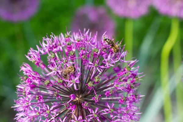 Zwiebelblumenschmuck — Stockfoto