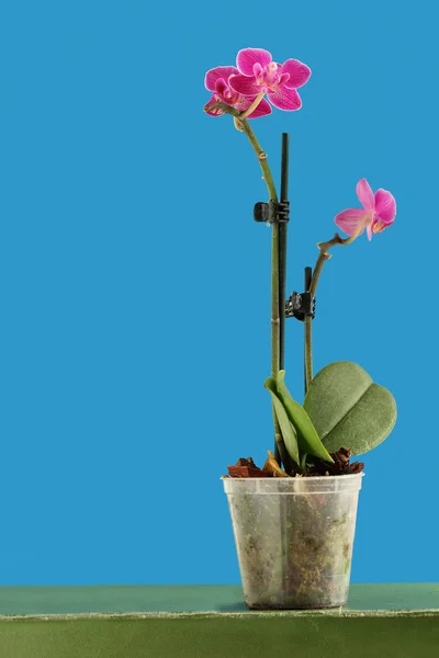 Karzeł orchidea — Zdjęcie stockowe