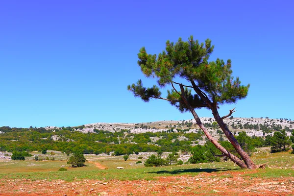 Fir tree — Stock Photo, Image