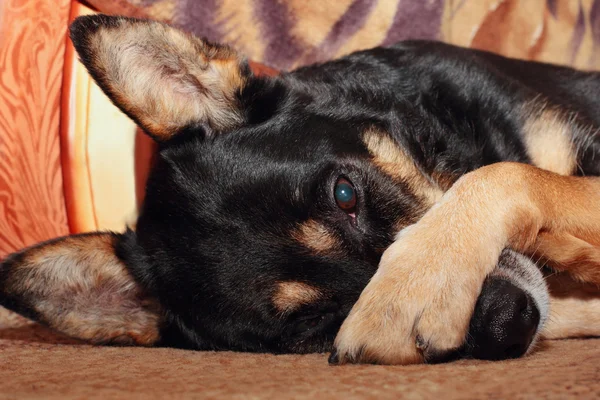 Perro cubriendo nariz — Foto de Stock