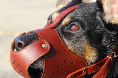 çoban köpeği