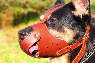 çoban köpeği