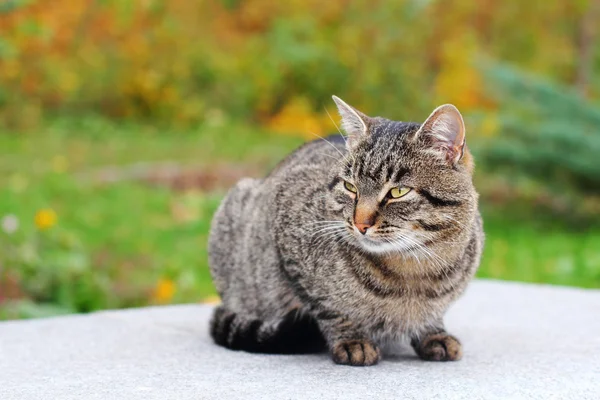 Kočka venku — Stock fotografie