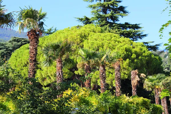 nikitsky Botanik Bahçesi