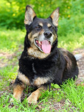 çoban köpeği