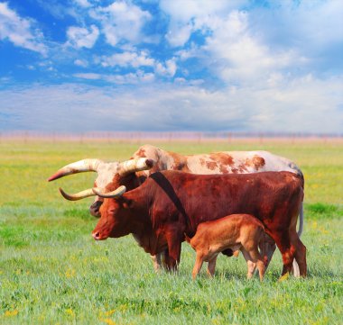 Ankole Watusi