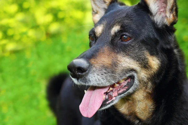 Cão pastor — Fotografia de Stock