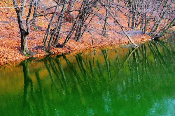 Természetes szimmetria — Stock Fotó