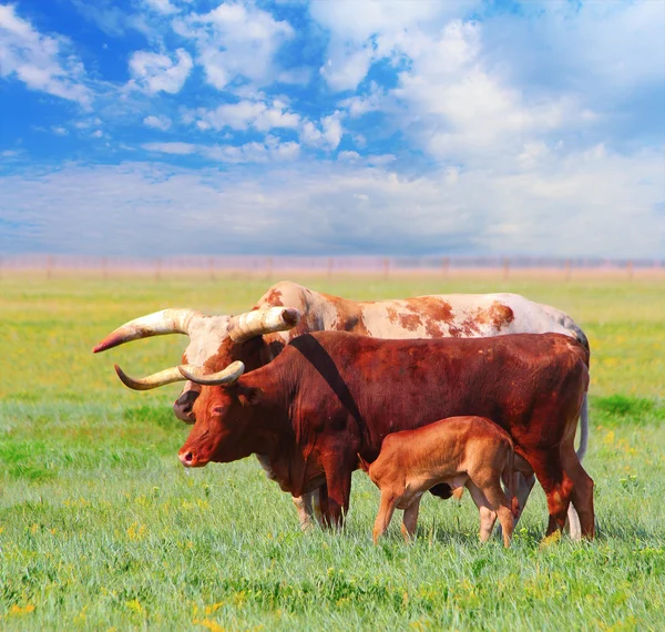 Ankole Watusi — Stock Photo, Image