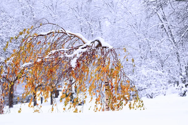 Yellow birch covered with snow — Stock Photo, Image