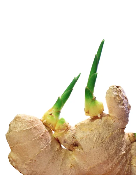 Ginger sprouts — Stock Photo, Image