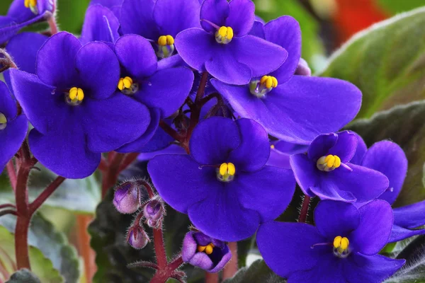 Saintpaulia violeta — Fotografia de Stock