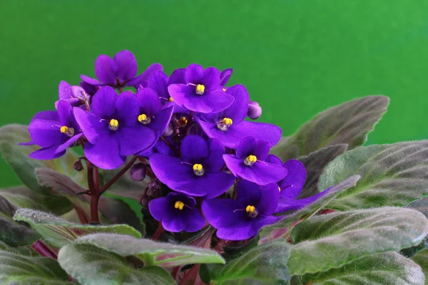 Lila Ibolya virágok — Stock Fotó
