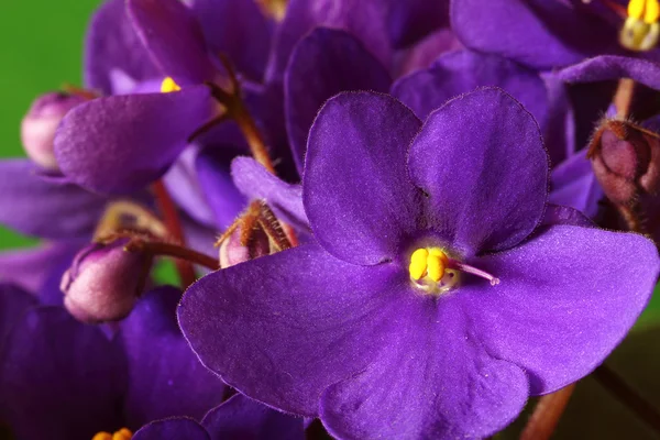 Violeta saintpaulia macro —  Fotos de Stock