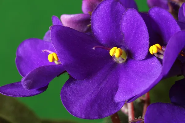Violet saintpaulia makro - Stock-foto