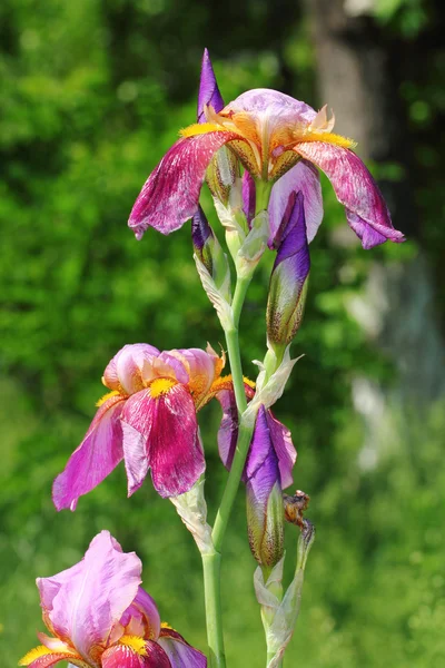 Pembe iris — Stok fotoğraf