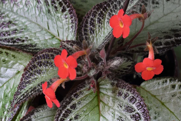 Červený episcia — Stock fotografie