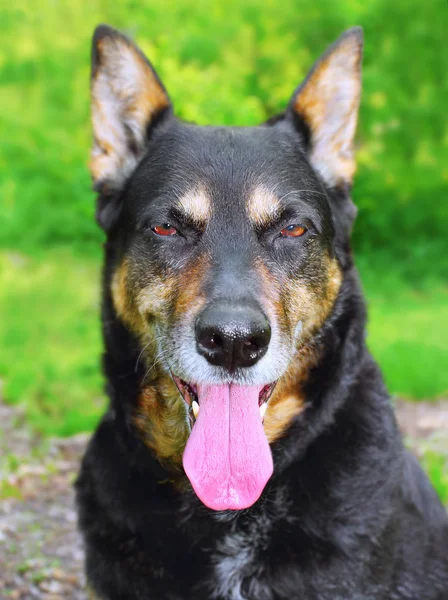 Cão quente — Fotografia de Stock