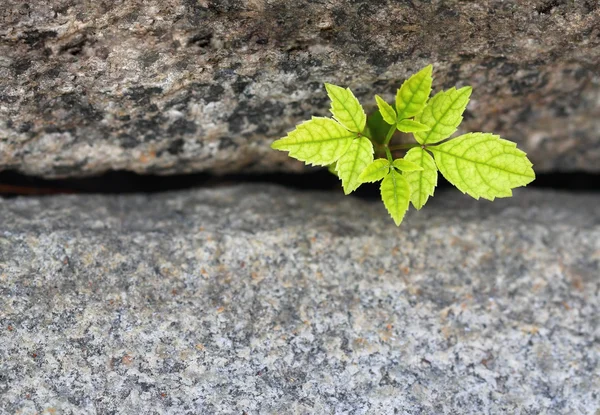 Nova vida — Fotografia de Stock