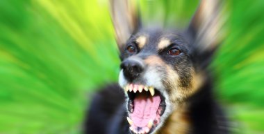 Köpek havlaması