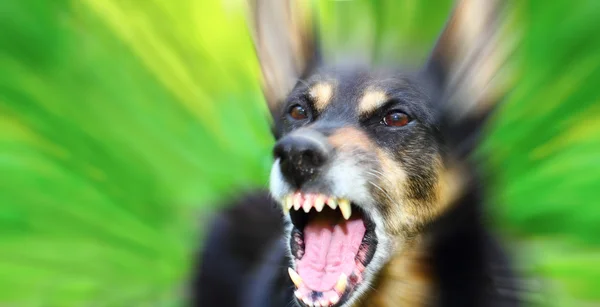 犬のほえる — ストック写真