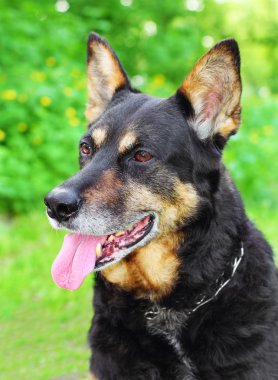 iki çoban köpekleri