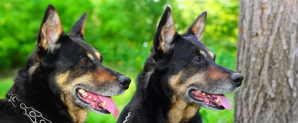 2 つの羊飼いの犬 — ストック写真