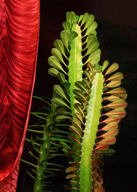 Euphorbia trigona clipart