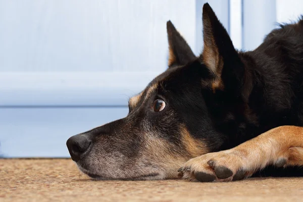 Wachten hond — Stockfoto