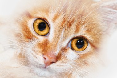 Kırmızı kedi Burnu yukarı