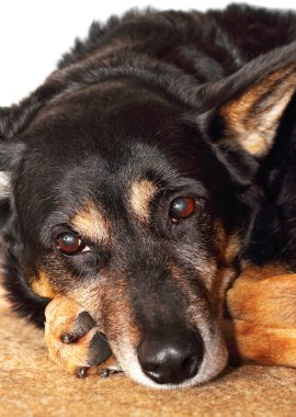 çoban köpeği