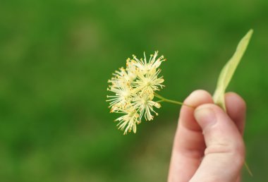 çizgi ağacı çiçeği