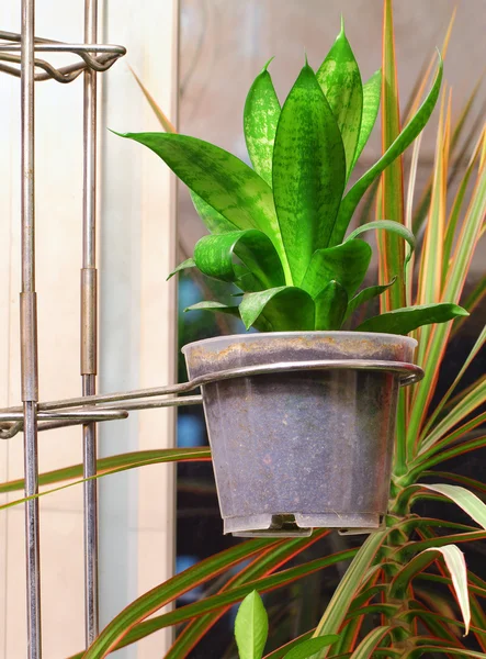 Sansevieria — Stok fotoğraf