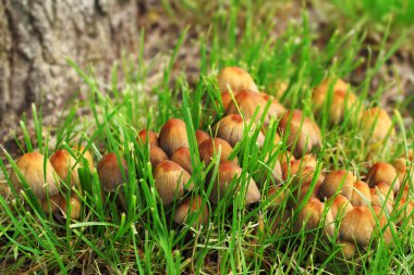 Mantarlar çim