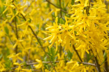 Sarılar, ilkbaharda parlak forsythia çiçekleri. Altın Çan, Forsythia Sınırı (Forsythia x intermedia, europaea)