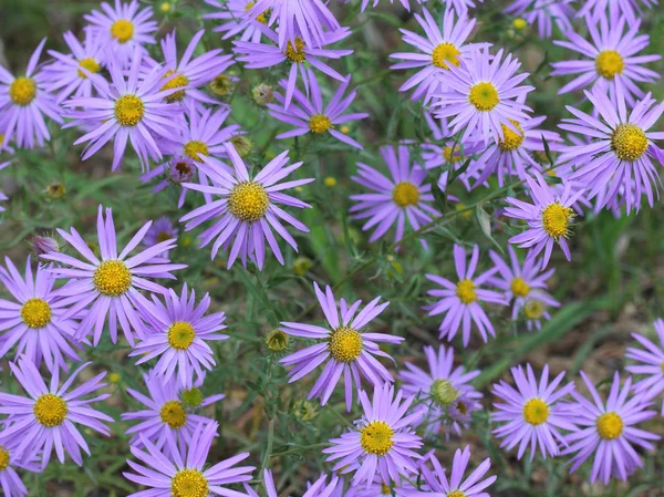 Beautiful blue flowers field — Stock Photo, Image