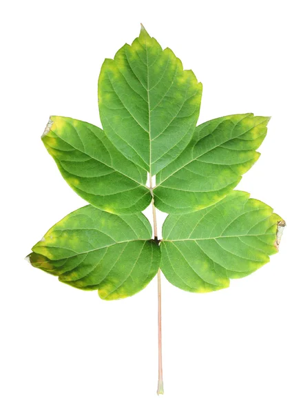 Gros plan de la feuille d'automne sur blanc — Photo