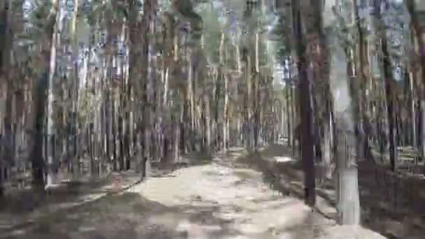 El camino hacia el hermoso bosque de coníferas, timelapse . — Vídeos de Stock