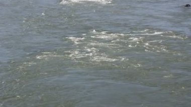 nehir, Altay, Rusya Federasyonu