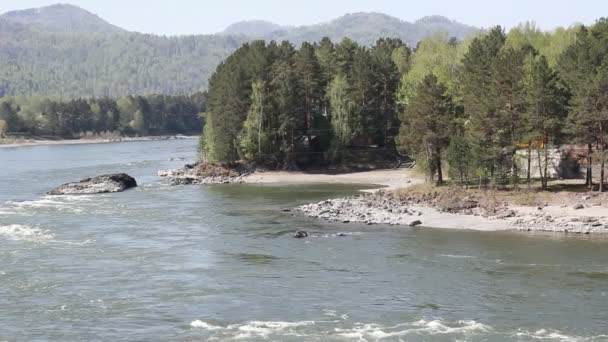 Berg flod i skog, altai, Ryssland — Stockvideo