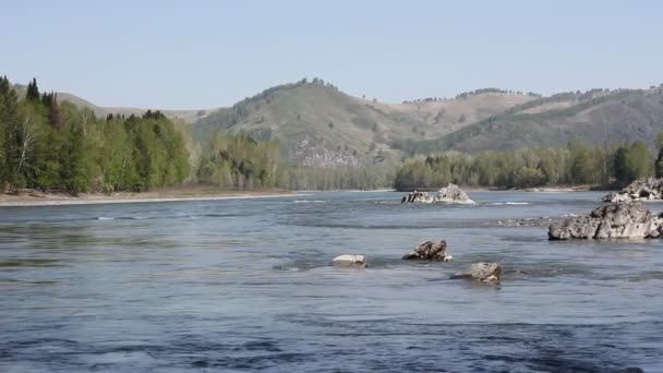 山区河流在森林、 阿尔泰、 俄罗斯 — 图库视频影像
