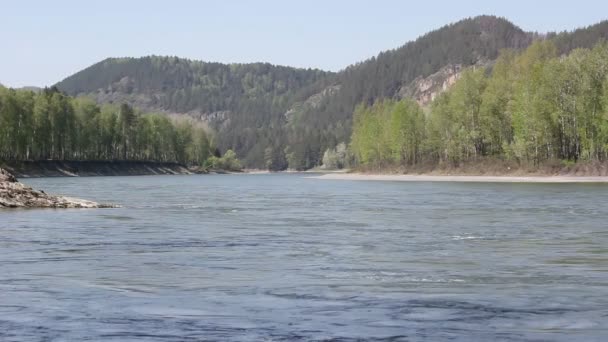 Berg flod i skog, altai, Ryssland — Stockvideo