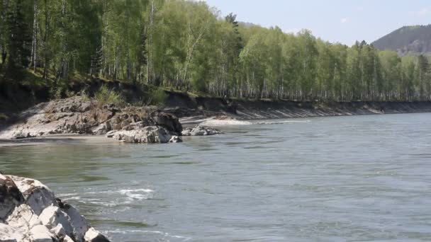 Berg flod i skog, altai, Ryssland — Stockvideo