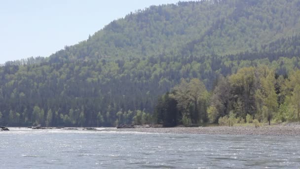 Гірській річці посеред лісу, Алтайський край, Росія — стокове відео