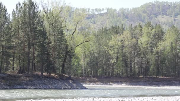 Mountain river in forest, Altai, Russia — Stock Video