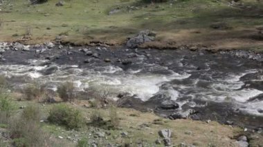 dağ nehir orman, Altay, Rusya Federasyonu