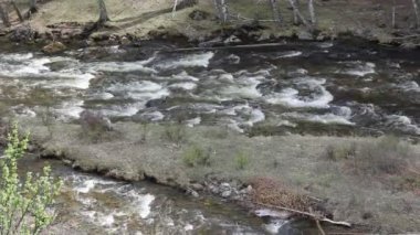 dağ nehir orman, Altay, Rusya Federasyonu