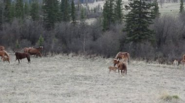 Taylı atlar Altai Dağları 'ndaki bir çayırda otluyor..