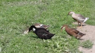 Grup su içmek için göle çalışan ördek.