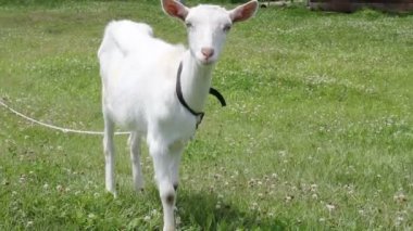 yeşil çimen yaz aylarında beyaz keçi